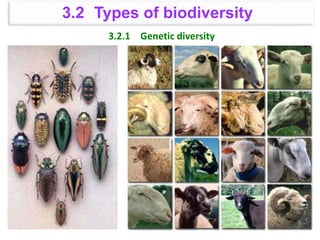 3.2.1 Genetic diversity
3.2 Types of biodiversity
 