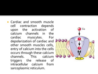  Cardiac and smooth muscle
cell contraction depends
upon the activation of
calcium channels in the
cardiac myocytes. For
depolarization of cardiac and
other smooth muscles cells,
entry of calcium into the cells
occurs through these calcium
channels. This calcium
triggers the release of
intracellular calcium from
sarcoplasmic reticulum.
 
