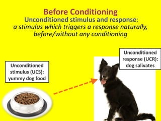 Unconditioned
response (UCR):
dog salivates
Unconditioned
stimulus (UCS):
yummy dog food
Before Conditioning
Unconditioned stimulus and response:
a stimulus which triggers a response naturally,
before/without any conditioning
 
