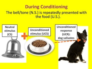 Unconditioned
response
(UCR):
dog salivates
Neutral
stimulus
(CS)
Unconditioned
stimulus (UCS)
During Conditioning
The bell/tone (N.S.) is repeatedly presented with
the food (U.S.).
 