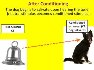 Conditioned
response: (CR)
dog salivates
After Conditioning
BELL SOUND
CS
The dog begins to salivate upon hearing the tone
(neutral stimulus becomes conditioned stimulus).
 