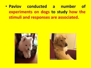 • Pavlov conducted a number of
experiments on dogs to study how the
stimuli and responses are associated.
 