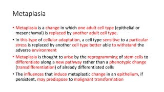 Metaplasia
• Metaplasia is a change in which one adult cell type (epithelial or
mesenchymal) is replaced by another adult cell type.
• In this type of cellular adaptation, a cell type sensitive to a particular
stress is replaced by another cell type better able to withstand the
adverse environment
• Metaplasia is thought to arise by the reprogramming of stem cells to
differentiate along a new pathway rather than a phenotypic change
(transdifferentiation) of already differentiated cells
• The influences that induce metaplastic change in an epithelium, if
persistent, may predispose to malignant transformation
 