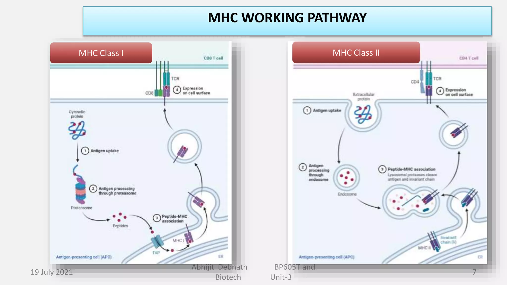 Structure and Function of MHC PPTX
