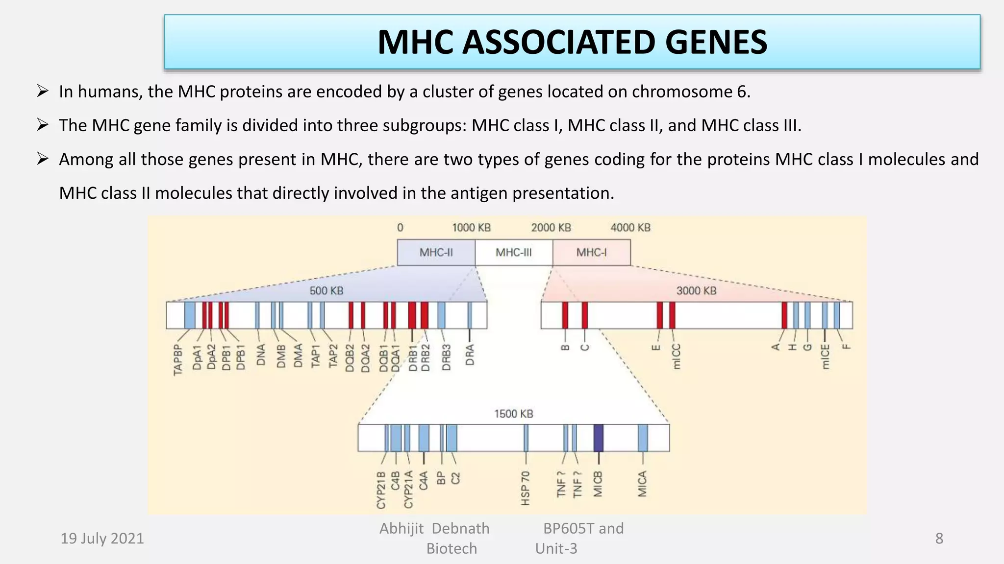 Structure and Function of MHC PPTX