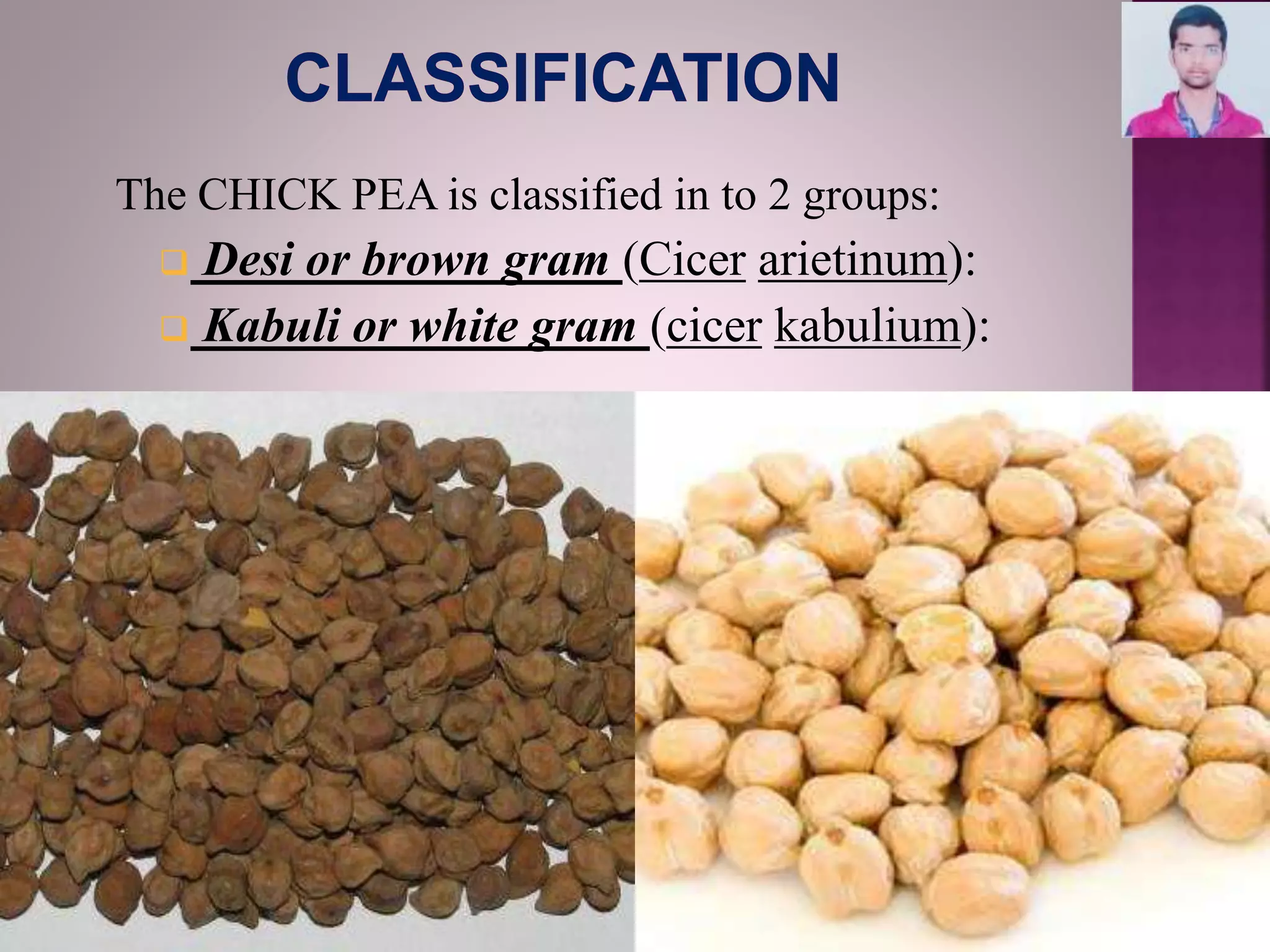 The CHICK PEA is classified in to 2 groups:
 Desi or brown gram (Cicer arietinum):
 Kabuli or white gram (cicer kabulium):
 