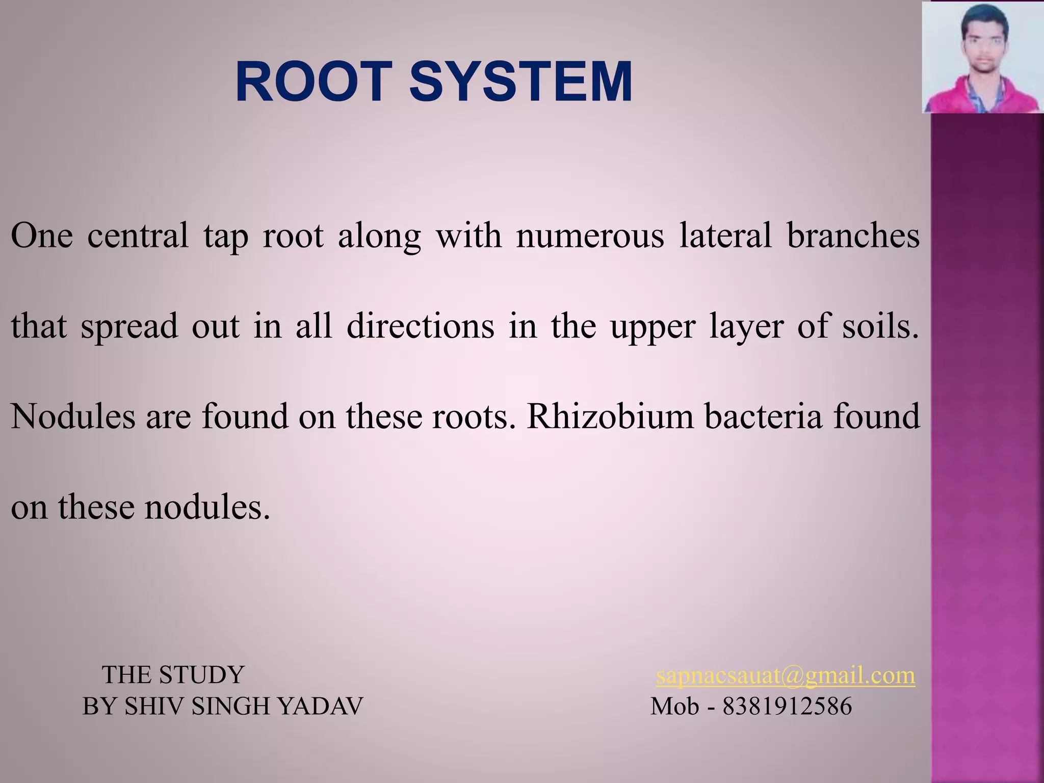 One central tap root along with numerous lateral branches
that spread out in all directions in the upper layer of soils.
Nodules are found on these roots. Rhizobium bacteria found
on these nodules.
THE STUDY sapnacsauat@gmail.com
BY SHIV SINGH YADAV Mob - 8381912586
 