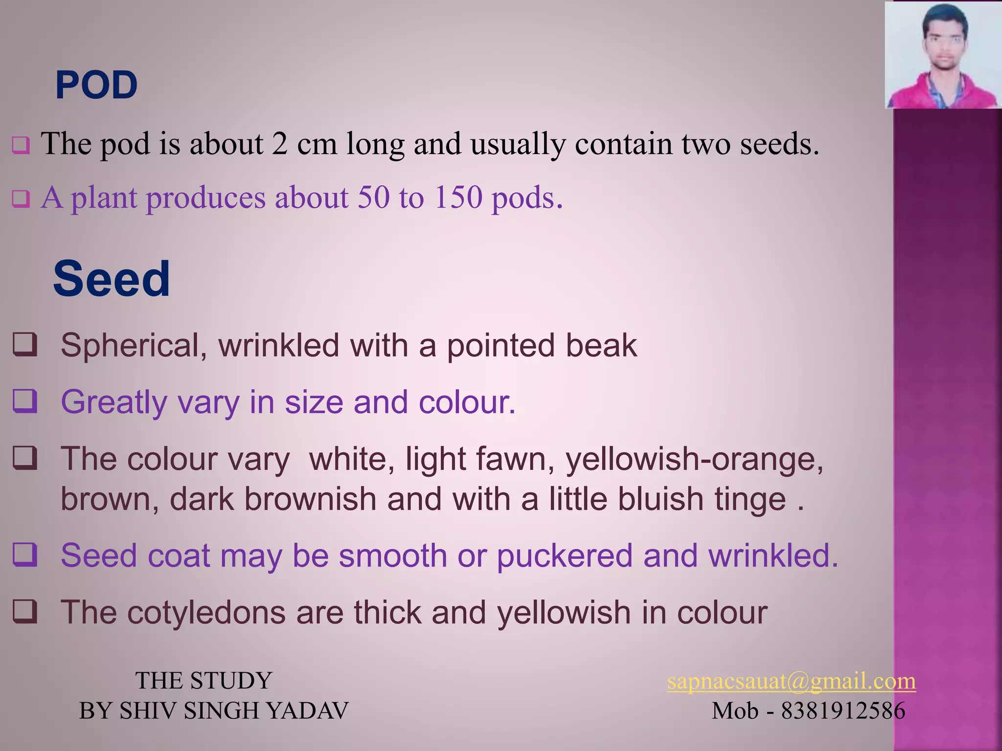  The pod is about 2 cm long and usually contain two seeds.
 A plant produces about 50 to 150 pods.
Seed
 Spherical, wrinkled with a pointed beak
 Greatly vary in size and colour.
 The colour vary white, light fawn, yellowish-orange,
brown, dark brownish and with a little bluish tinge .
 Seed coat may be smooth or puckered and wrinkled.
 The cotyledons are thick and yellowish in colour
THE STUDY sapnacsauat@gmail.com
BY SHIV SINGH YADAV Mob - 8381912586
 