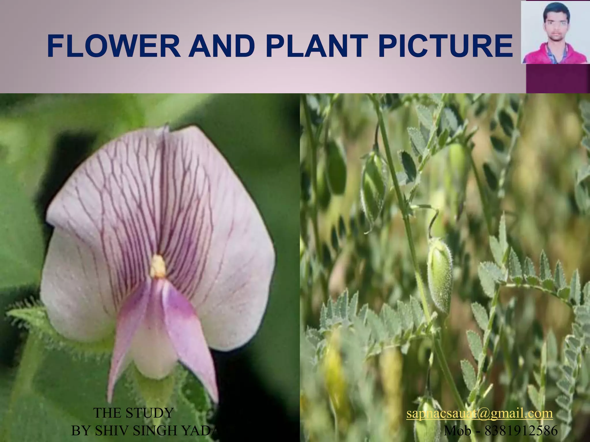 THE STUDY sapnacsauat@gmail.com
BY SHIV SINGH YADAV Mob - 8381912586
 