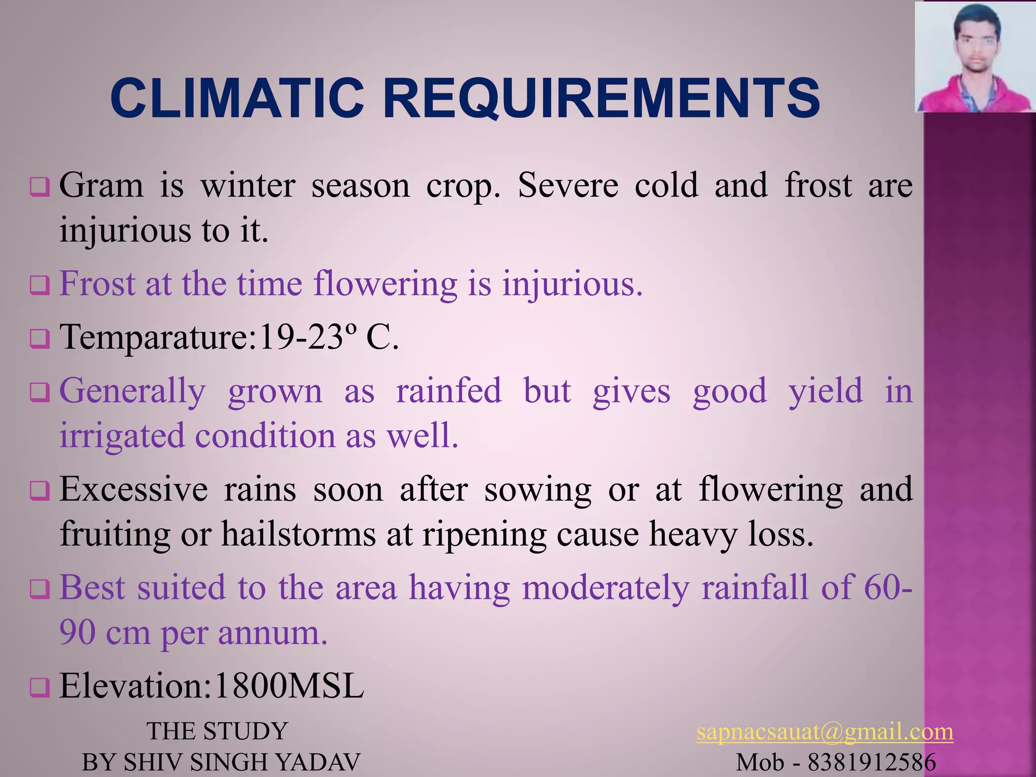  Gram is winter season crop. Severe cold and frost are
injurious to it.
 Frost at the time flowering is injurious.
 Temparature:19-23º C.
 Generally grown as rainfed but gives good yield in
irrigated condition as well.
 Excessive rains soon after sowing or at flowering and
fruiting or hailstorms at ripening cause heavy loss.
 Best suited to the area having moderately rainfall of 60-
90 cm per annum.
 Elevation:1800MSL
THE STUDY sapnacsauat@gmail.com
BY SHIV SINGH YADAV Mob - 8381912586
 