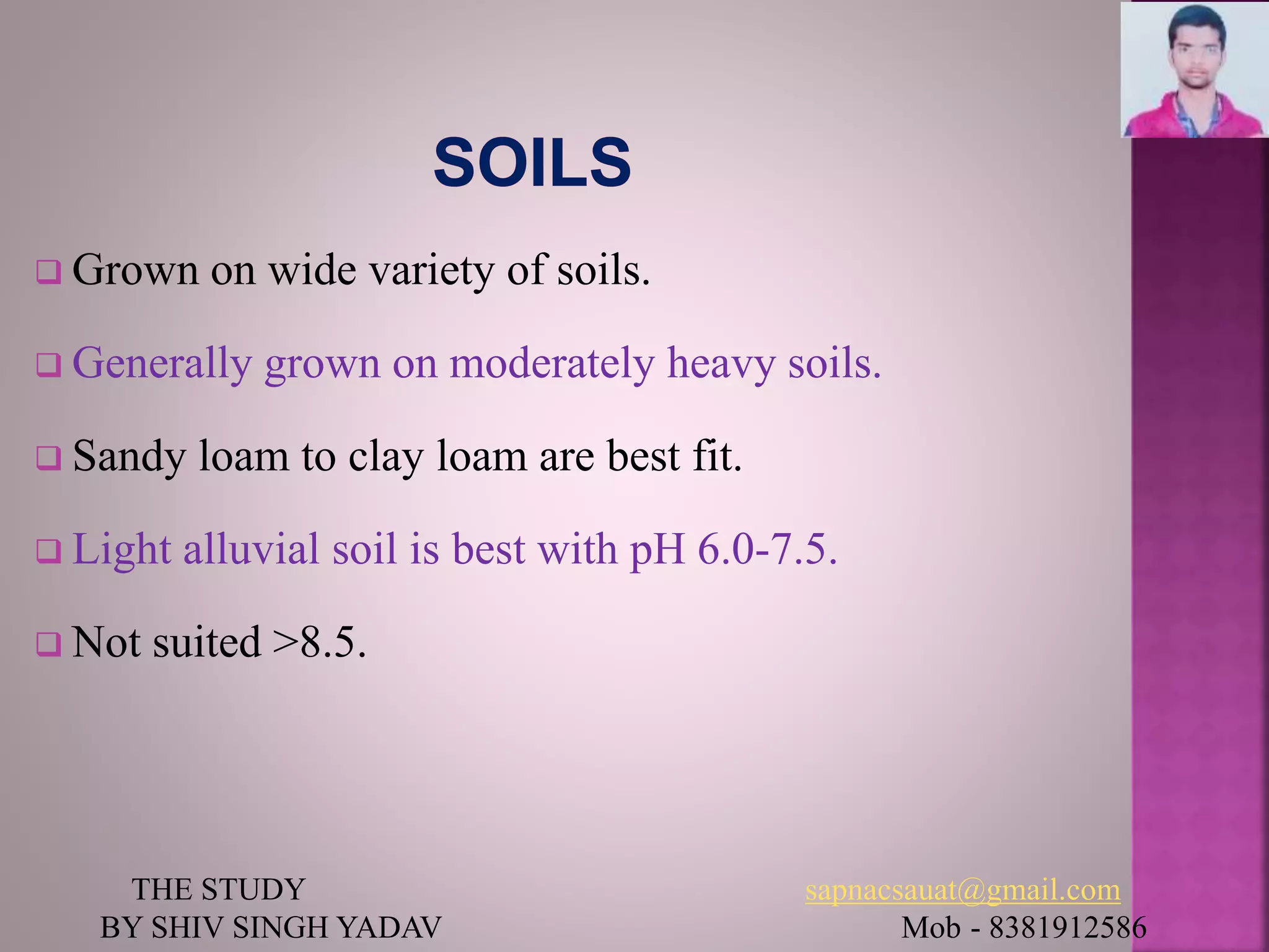  Grown on wide variety of soils.
 Generally grown on moderately heavy soils.
 Sandy loam to clay loam are best fit.
 Light alluvial soil is best with pH 6.0-7.5.
 Not suited >8.5.
THE STUDY sapnacsauat@gmail.com
BY SHIV SINGH YADAV Mob - 8381912586
 