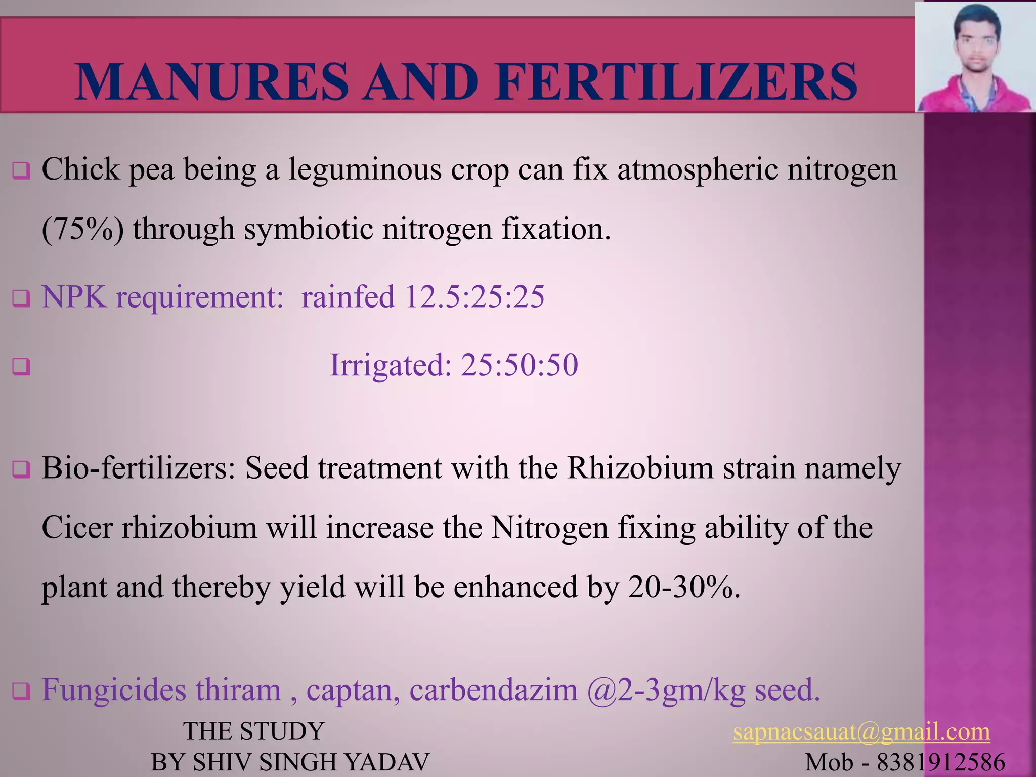  Chick pea being a leguminous crop can fix atmospheric nitrogen
(75%) through symbiotic nitrogen fixation.
 NPK requirement: rainfed 12.5:25:25
 Irrigated: 25:50:50
 Bio-fertilizers: Seed treatment with the Rhizobium strain namely
Cicer rhizobium will increase the Nitrogen fixing ability of the
plant and thereby yield will be enhanced by 20-30%.
 Fungicides thiram , captan, carbendazim @2-3gm/kg seed.
THE STUDY sapnacsauat@gmail.com
BY SHIV SINGH YADAV Mob - 8381912586
 