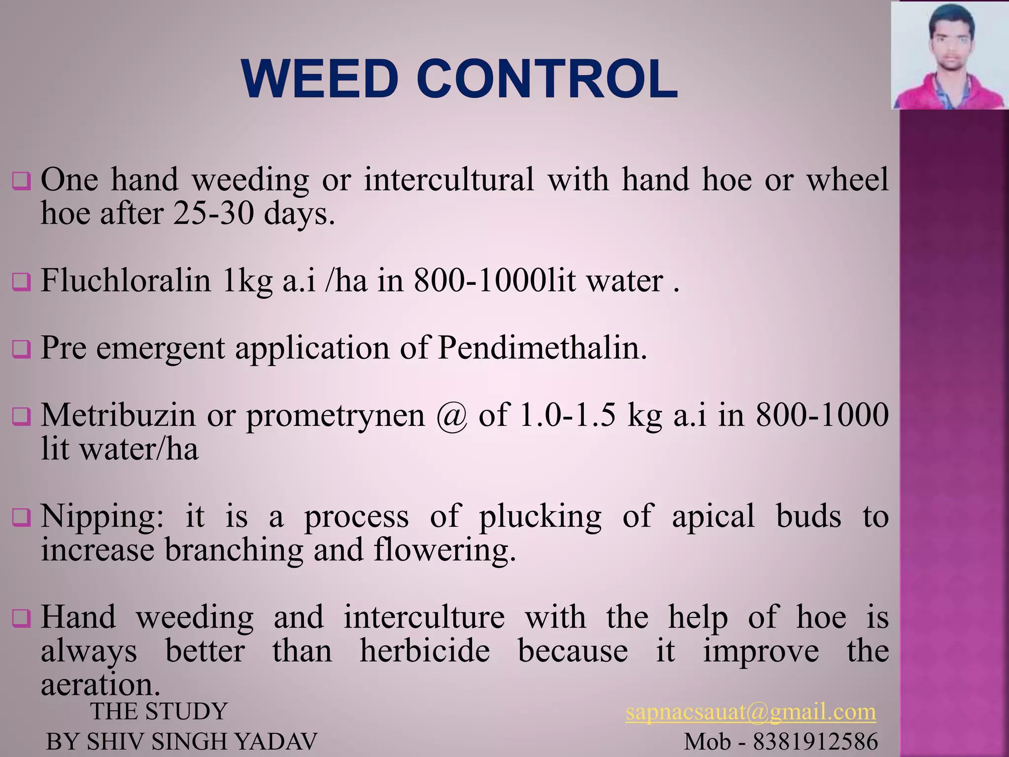  One hand weeding or intercultural with hand hoe or wheel
hoe after 25-30 days.
 Fluchloralin 1kg a.i /ha in 800-1000lit water .
 Pre emergent application of Pendimethalin.
 Metribuzin or prometrynen @ of 1.0-1.5 kg a.i in 800-1000
lit water/ha
 Nipping: it is a process of plucking of apical buds to
increase branching and flowering.
 Hand weeding and interculture with the help of hoe is
always better than herbicide because it improve the
aeration.
THE STUDY sapnacsauat@gmail.com
BY SHIV SINGH YADAV Mob - 8381912586
 