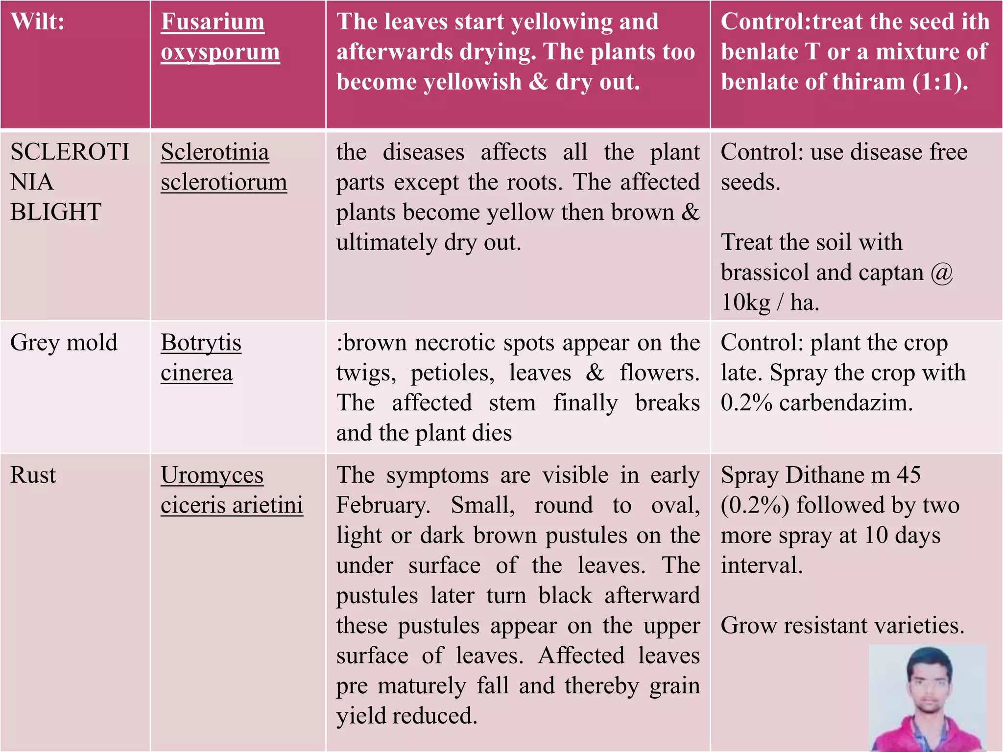 Wilt: Fusarium
oxysporum
The leaves start yellowing and
afterwards drying. The plants too
become yellowish & dry out.
Control:treat the seed ith
benlate T or a mixture of
benlate of thiram (1:1).
SCLEROTI
NIA
BLIGHT
Sclerotinia
sclerotiorum
the diseases affects all the plant
parts except the roots. The affected
plants become yellow then brown &
ultimately dry out.
Control: use disease free
seeds.
Treat the soil with
brassicol and captan @
10kg / ha.
Grey mold Botrytis
cinerea
:brown necrotic spots appear on the
twigs, petioles, leaves & flowers.
The affected stem finally breaks
and the plant dies
Control: plant the crop
late. Spray the crop with
0.2% carbendazim.
Rust Uromyces
ciceris arietini
The symptoms are visible in early
February. Small, round to oval,
light or dark brown pustules on the
under surface of the leaves. The
pustules later turn black afterward
these pustules appear on the upper
surface of leaves. Affected leaves
pre maturely fall and thereby grain
yield reduced.
Spray Dithane m 45
(0.2%) followed by two
more spray at 10 days
interval.
Grow resistant varieties.
 