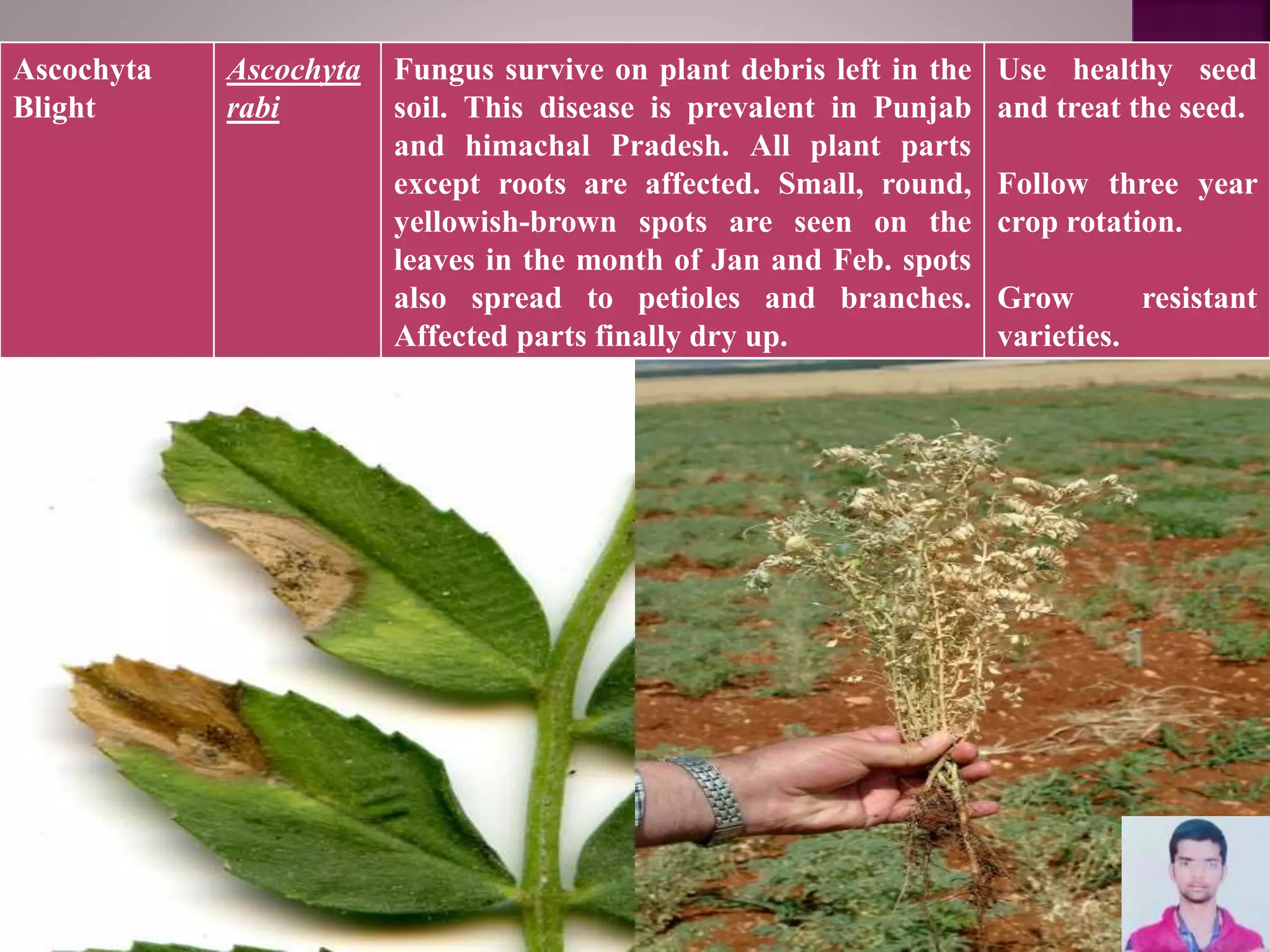 Ascochyta
Blight
Ascochyta
rabi
Fungus survive on plant debris left in the
soil. This disease is prevalent in Punjab
and himachal Pradesh. All plant parts
except roots are affected. Small, round,
yellowish-brown spots are seen on the
leaves in the month of Jan and Feb. spots
also spread to petioles and branches.
Affected parts finally dry up.
Use healthy seed
and treat the seed.
Follow three year
crop rotation.
Grow resistant
varieties.
 