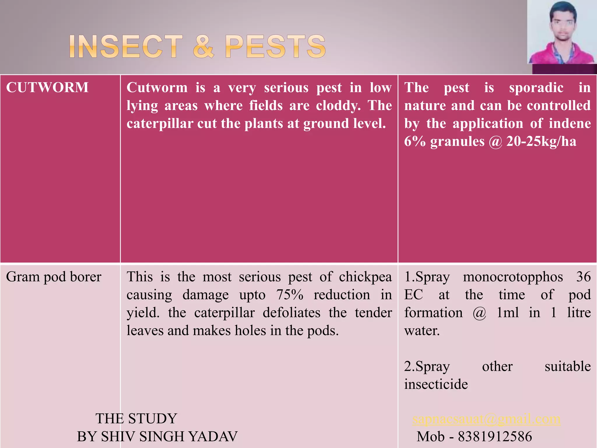 CUTWORM Cutworm is a very serious pest in low
lying areas where fields are cloddy. The
caterpillar cut the plants at ground level.
The pest is sporadic in
nature and can be controlled
by the application of indene
6% granules @ 20-25kg/ha
Gram pod borer This is the most serious pest of chickpea
causing damage upto 75% reduction in
yield. the caterpillar defoliates the tender
leaves and makes holes in the pods.
1.Spray monocrotopphos 36
EC at the time of pod
formation @ 1ml in 1 litre
water.
2.Spray other suitable
insecticide
THE STUDY sapnacsauat@gmail.com
BY SHIV SINGH YADAV Mob - 8381912586
 