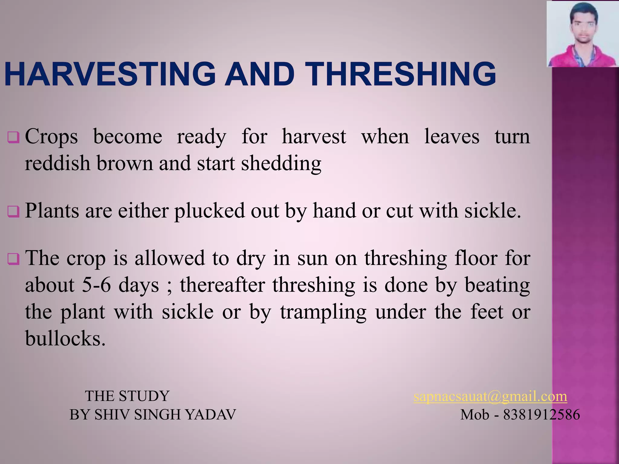  Crops become ready for harvest when leaves turn
reddish brown and start shedding
 Plants are either plucked out by hand or cut with sickle.
 The crop is allowed to dry in sun on threshing floor for
about 5-6 days ; thereafter threshing is done by beating
the plant with sickle or by trampling under the feet or
bullocks.
THE STUDY sapnacsauat@gmail.com
BY SHIV SINGH YADAV Mob - 8381912586
 