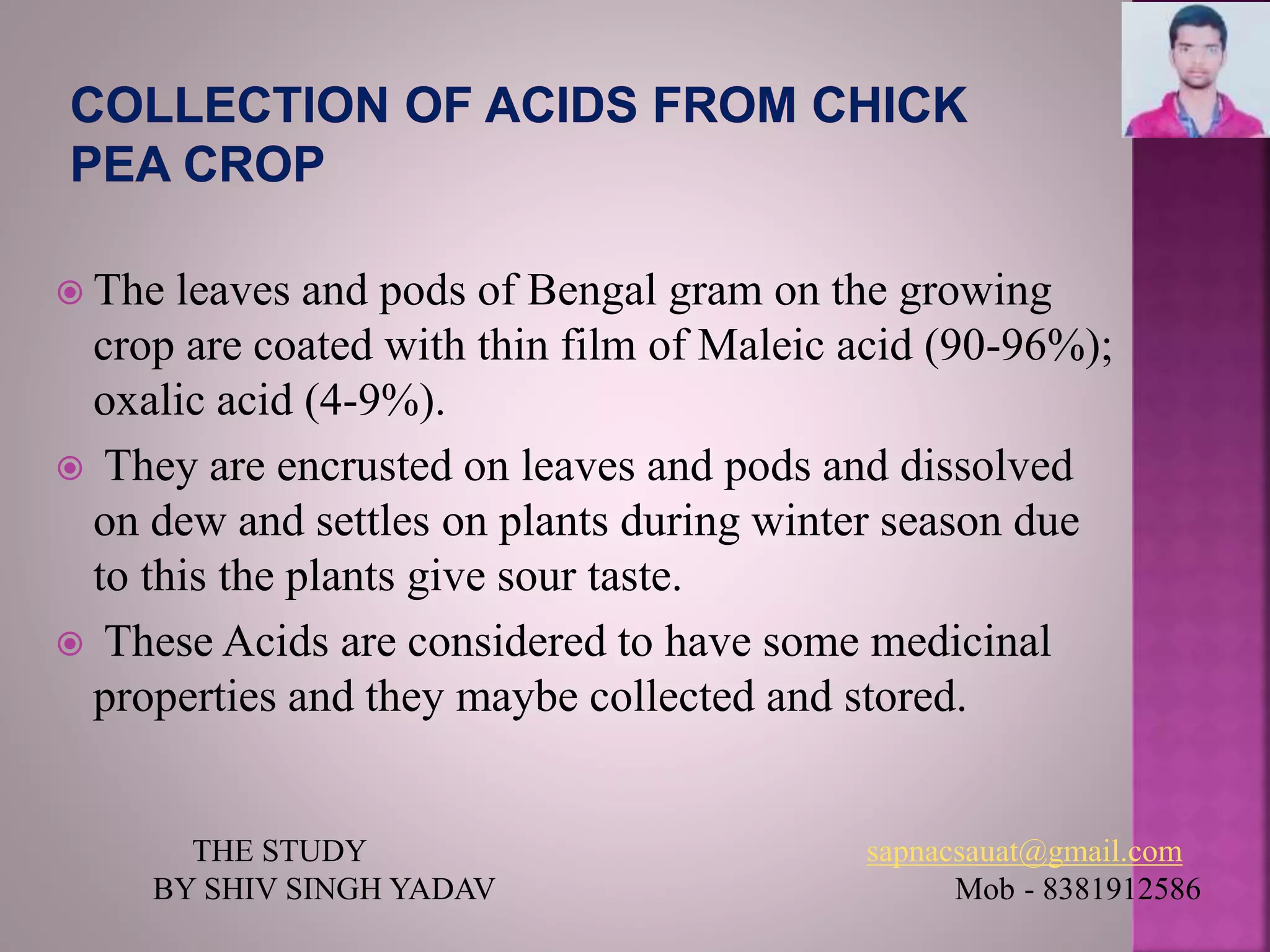  The leaves and pods of Bengal gram on the growing
crop are coated with thin film of Maleic acid (90-96%);
oxalic acid (4-9%).
 They are encrusted on leaves and pods and dissolved
on dew and settles on plants during winter season due
to this the plants give sour taste.
 These Acids are considered to have some medicinal
properties and they maybe collected and stored.
THE STUDY sapnacsauat@gmail.com
BY SHIV SINGH YADAV Mob - 8381912586
 