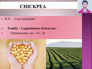  B.N - Cicer arietinum
 Family – Leguminosae (Fabaceae)
 Chromosome no.- 14 , 16
 