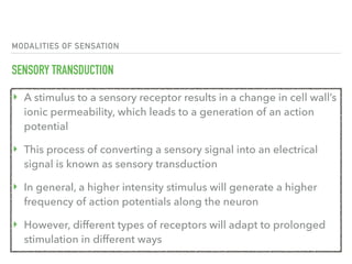 3. sensory system | PDF