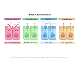 3. the small intestine