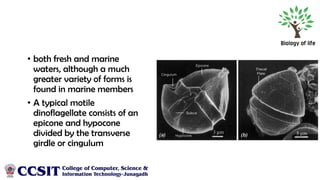Diatoms, Dinoflagellates, Lichen | PDF