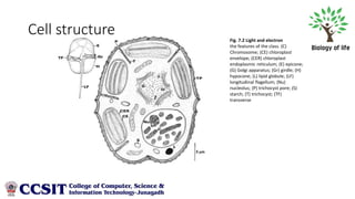 Diatoms, Dinoflagellates, Lichen | PDF