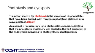 Diatoms, Dinoflagellates, Lichen
