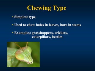 Insect structure | PPT