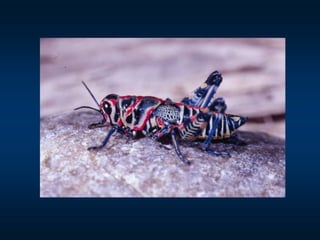 Insect Structures Mn Insect structure | PPT