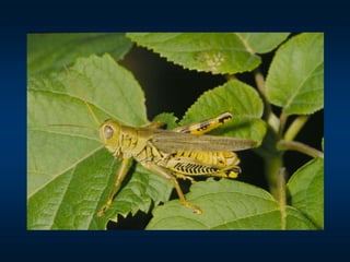 Insect Structures Mn Insect structure | PPT
