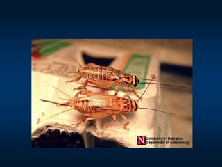 Insect structure | PPT
