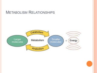 METABOLISM RELATIONSHIPS
 
