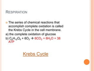 RESPIRATION
 The series of chemical reactions that
accomplish complete oxidation is called
the Krebs Cycle in the cell membrane.
a) the complete oxidation of glucose
b) C6H12O6 + 6O2  6CO2 + 6H2O + 38
ATP
Krebs Cycle
 