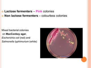  Lactose fermenters – Pink colonies
 Non lactose fermenters – colourless colonies
Mixed bacterial colonies
on MacConkey agar,
Escherichia coli (red) and
Salmonella typhimurium (white)
 