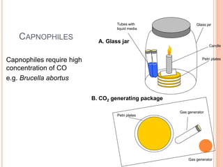 CAPNOPHILES
Capnophiles require high
concentration of CO
e.g. Brucella abortus
Petri plates
Candle
Tubes with
liquid media
Glass jar
Petri plates
Gas generator
Gas generator
A. Glass jar
B. CO2 generating package
 