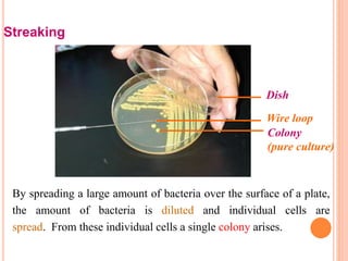 Streaking
By spreading a large amount of bacteria over the surface of a plate,
the amount of bacteria is diluted and individual cells are
spread. From these individual cells a single colony arises.
Wire loop
Dish
Colony
(pure culture)
 