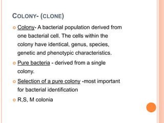 COLONY- (CLONE)
 Colony- A bacterial population derived from
one bacterial cell. The cells within the
colony have identical, genus, species,
genetic and phenotypic characteristics.
 Pure bacteria - derived from a single
colony.
 Selection of a pure colony -most important
for bacterial identification
 R,S, M colonia
 