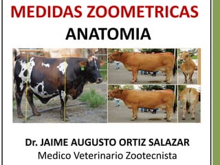 MEDIDAS ZOOMETRICAS
ANATOMIA
Dr. JAIME AUGUSTO ORTIZ SALAZAR
Medico Veterinario Zootecnista
 
