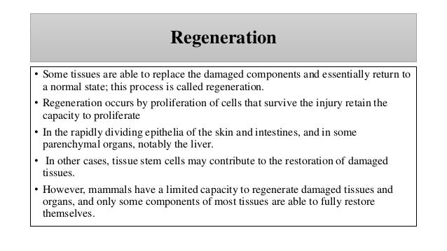 Regeneration
• Some tissues are able to replace the damaged components and essentially return to
a normal state; this process is called regeneration.
• Regeneration occurs by proliferation of cells that survive the injury retain the
capacity to proliferate
• In the rapidly dividing epithelia of the skin and intestines, and in some
parenchymal organs, notably the liver.
• In other cases, tissue stem cells may contribute to the restoration of damaged
tissues.
• However, mammals have a limited capacity to regenerate damaged tissues and
organs, and only some components of most tissues are able to fully restore
themselves.
 