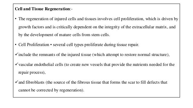 Cell and Tissue Regeneration:-
• The regeneration of injured cells and tissues involves cell proliferation, which is driven by
growth factors and is critically dependent on the integrity of the extracellular matrix, and
by the development of mature cells from stem cells.
• Cell Proliferation • several cell types proliferate during tissue repair.
include the remnants of the injured tissue (which attempt to restore normal structure),
vascular endothelial cells (to create new vessels that provide the nutrients needed for the
repair process),
and fibroblasts (the source of the fibrous tissue that forms the scar to fill defects that
cannot be corrected by regeneration).
 