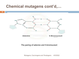 Chemical mutagens cont’d,…
19
The pairing of adenine and 5-bromouracil.
4/5/2022
Mutagens, Carcinogens and Teratogens
 