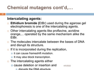 Chemical mutagens cont’d,…
21
Intercalating agents:
 Ethidium bromide (EtBr) used during the agarose gel
electrophoresis is one of the intercalating agents.
 Other intercalating agents like proflavine, acridine
orange,... operated by the same mechanism alike the
EtBr.
 The molecules intercalate between the bases of DNA
and disrupt its structure.
 If it is incorporated during the replication,
 it can cause frameshift mutation.
 It may also block transcription.
 The intercalating agents either
 cause deletion or insertion and 4/5/2022
 