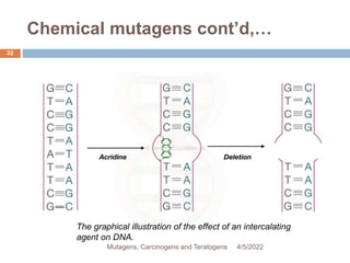Chemical mutagens cont’d,…
22
The graphical illustration of the effect of an intercalating
agent on DNA.
4/5/2022
Mutagens, Carcinogens and Teratogens
 