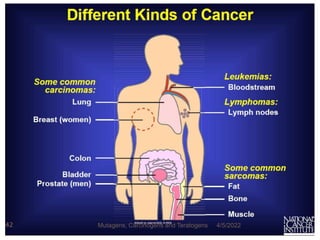 4/5/2022
42 Mutagens, Carcinogens and Teratogens
 
