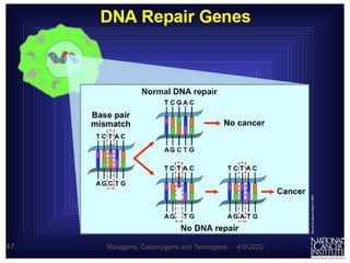4/5/2022
47 Mutagens, Carcinogens and Teratogens
 