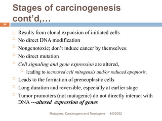 Stages of carcinogenesis
cont’d,…
54
 Results from clonal expansion of initiated cells

No direct DNA modification

Nongenotoxic; don’t induce cancer by themselves.

No direct mutation

Cell signaling and gene expression are altered,

leading to increased cell mitogensis and/or reduced apoptosis.

Leads to the formation of preneoplastic cells

Long duration and reversible, especially at earlier stage

Tumor promoters (not mutagenic) do not directly interact with
DNA ---altered expression of genes
4/5/2022
Mutagens, Carcinogens and Teratogens
 