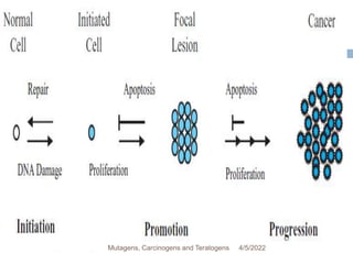 57
4/5/2022
Mutagens, Carcinogens and Teratogens
 