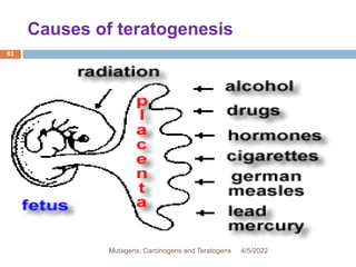 Causes of teratogenesis
83
4/5/2022
Mutagens, Carcinogens and Teratogens
 