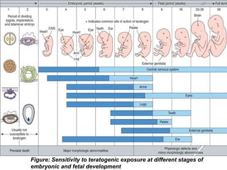 87
Figure: Sensitivity to teratogenic exposure at different stages of
embryonic and fetal development
 